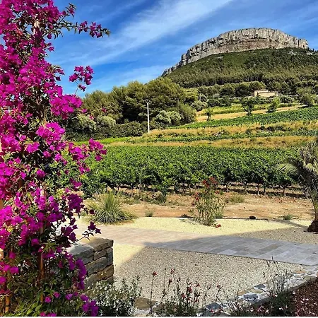 Côté Vignes Cassis